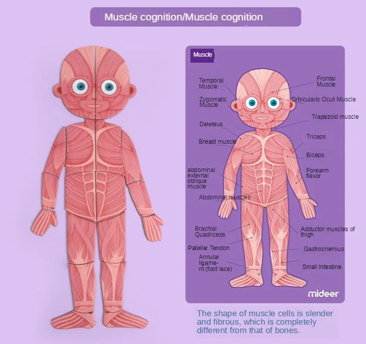 Body Cognitive Puzzle