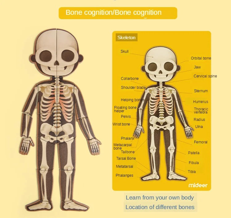 Body Cognitive Puzzle