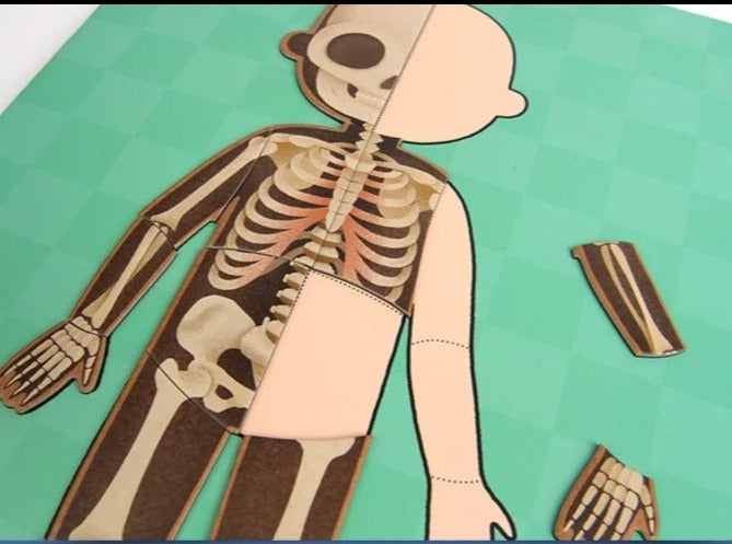 Body Cognitive Puzzle