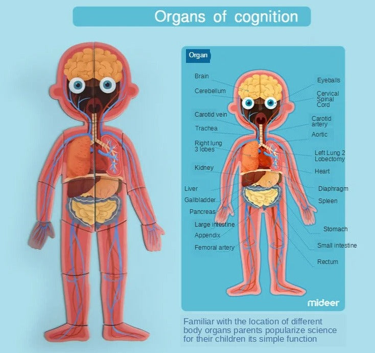 Body Cognitive Puzzle
